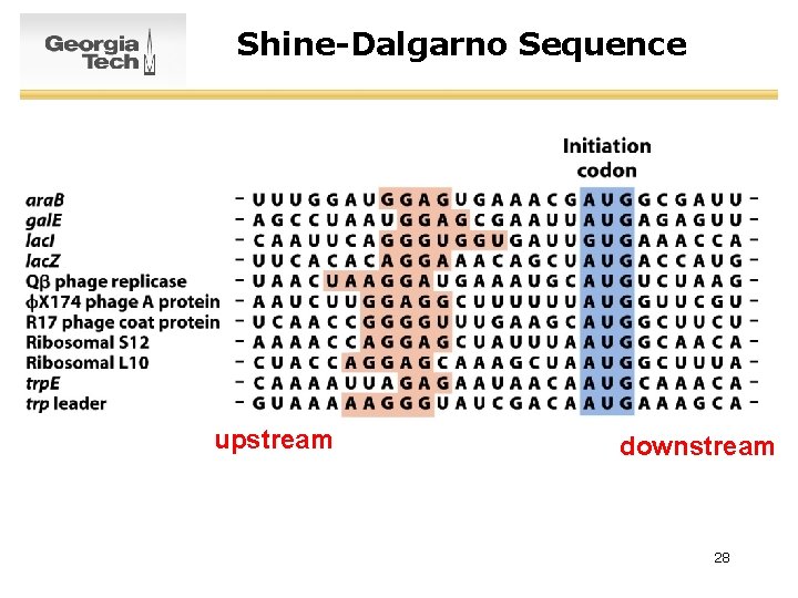 Shine-Dalgarno Sequence upstream downstream 28 