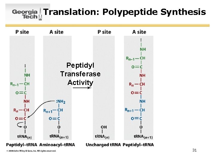 Translation: Polypeptide Synthesis Peptidyl Transferase Activity 31 