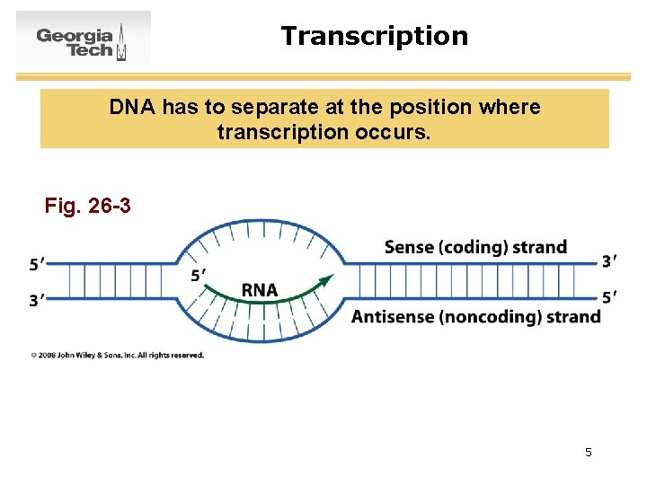 Transcription DNA has to separate at the position where transcription occurs. Fig. 26 -3