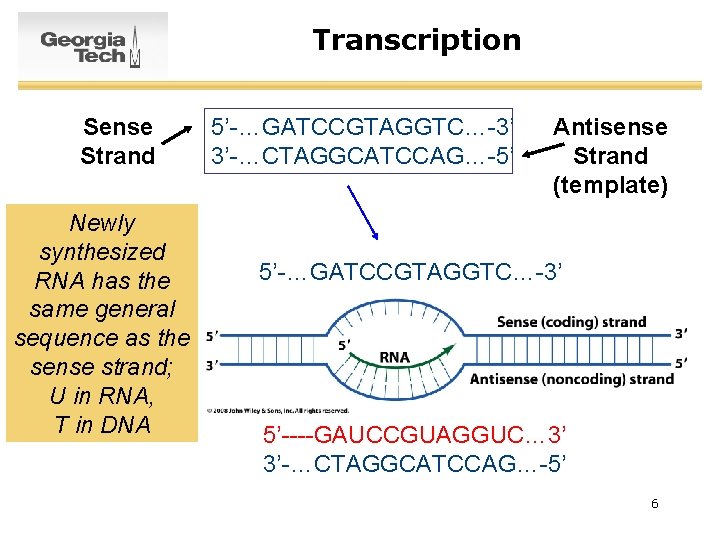 Transcription Sense Strand Newly synthesized RNA has the same general sequence as the sense