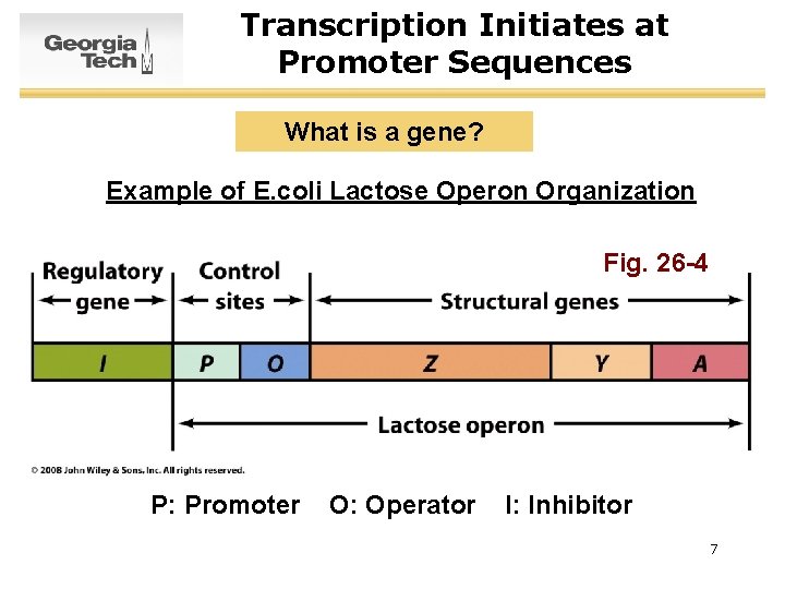Transcription Initiates at Promoter Sequences What is a gene? Example of E. coli Lactose