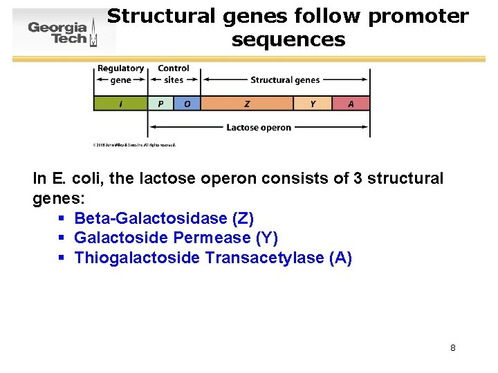 Structural genes follow promoter sequences In E. coli, the lactose operon consists of 3
