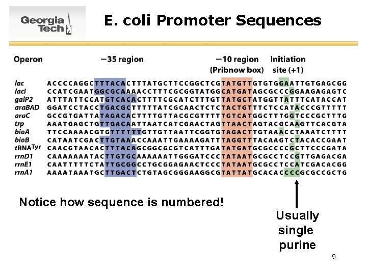 E. coli Promoter Sequences Notice how sequence is numbered! Usually single purine 9 