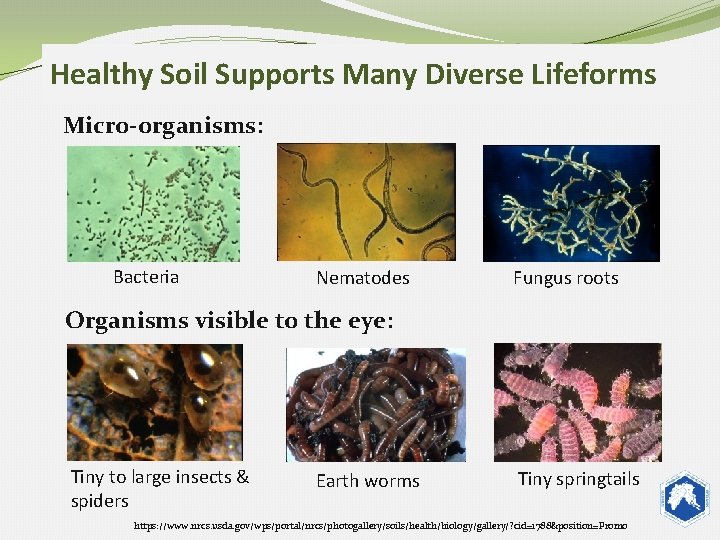 Healthy Soil Supports Many Diverse Lifeforms Micro-organisms: Bacteria Nematodes Fungus roots Organisms visible to