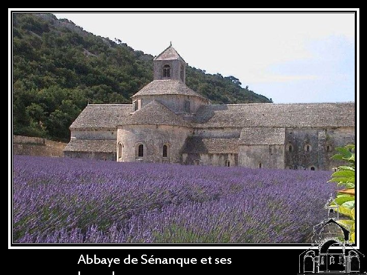 Abbaye de Sénanque et ses 