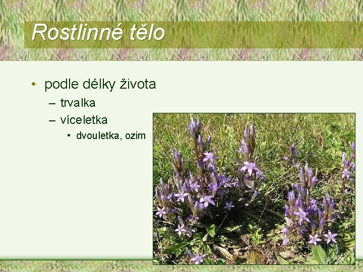 Rostlinné tělo • podle délky života – trvalka – víceletka • dvouletka, ozim 