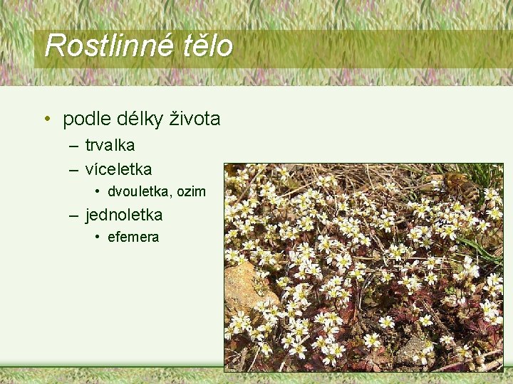 Rostlinné tělo • podle délky života – trvalka – víceletka • dvouletka, ozim –