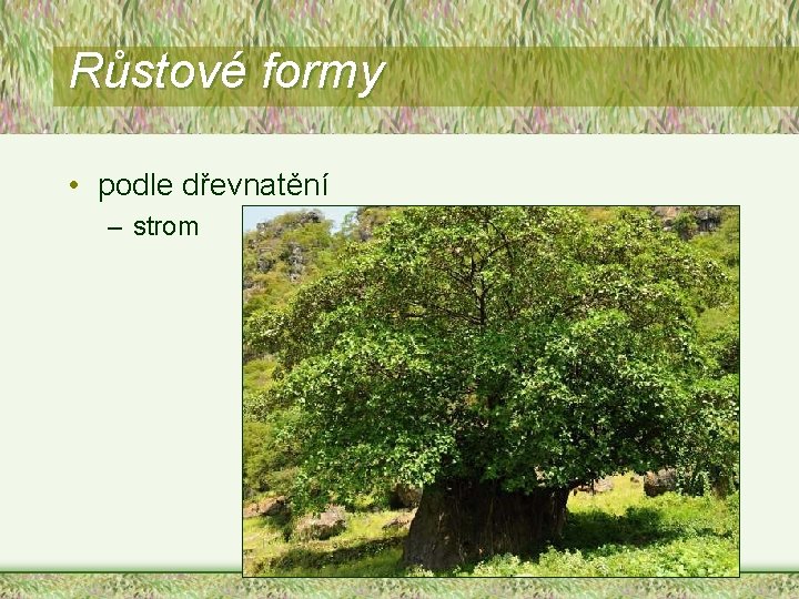 Růstové formy • podle dřevnatění – strom 