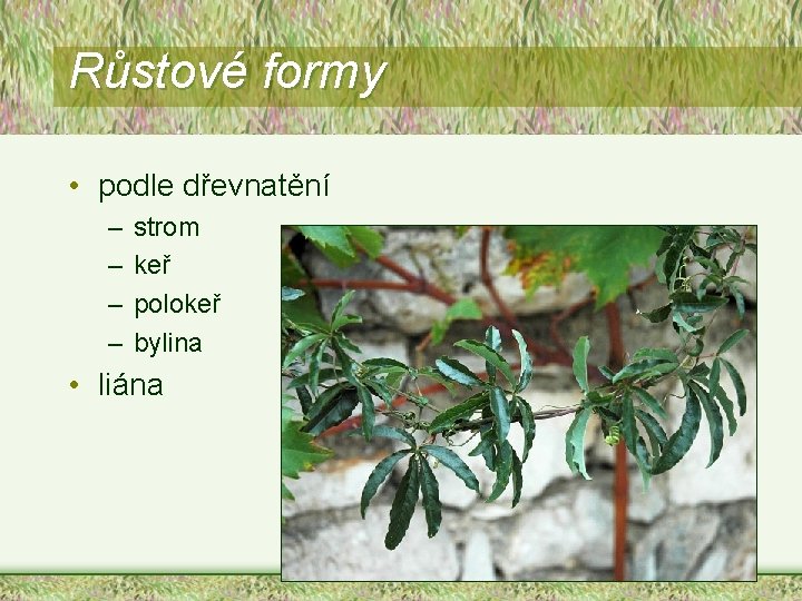 Růstové formy • podle dřevnatění – – strom keř polokeř bylina • liána 