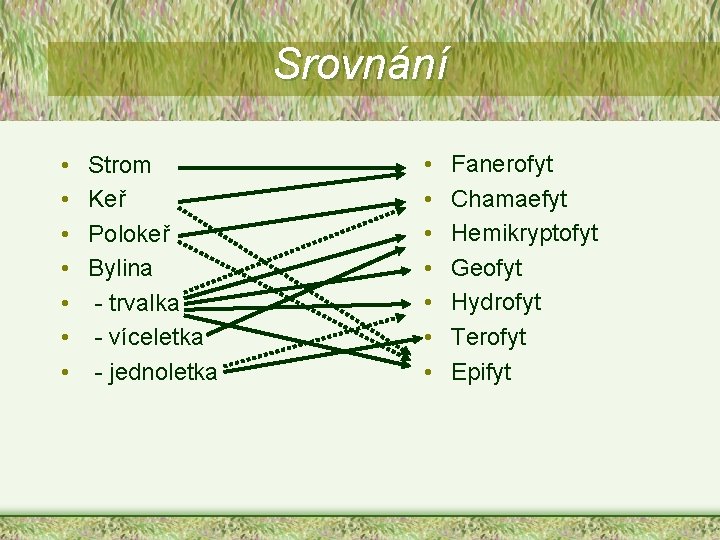 Srovnání • • Strom Keř Polokeř Bylina - trvalka - víceletka - jednoletka •