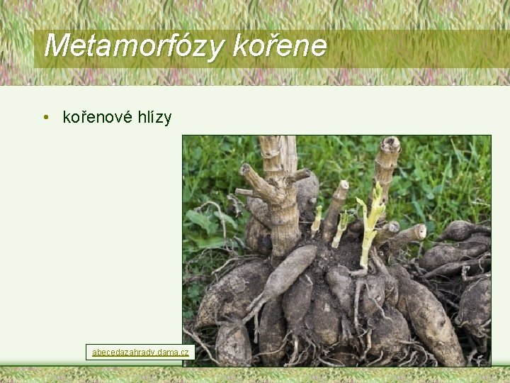 Metamorfózy kořene • kořenové hlízy abecedazahrady. dama. cz 