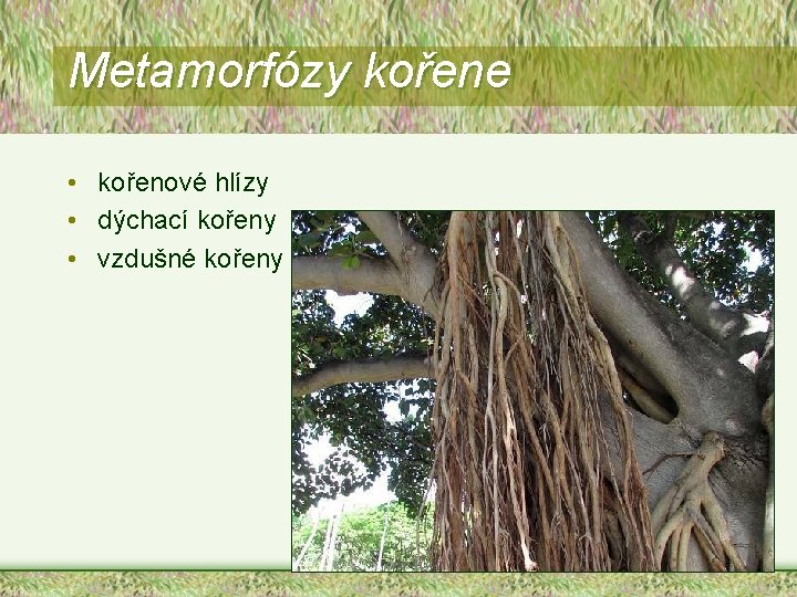 Metamorfózy kořene • kořenové hlízy • dýchací kořeny • vzdušné kořeny 