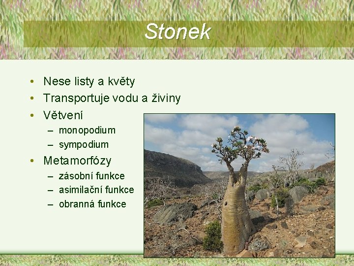 Stonek • Nese listy a květy • Transportuje vodu a živiny • Větvení –