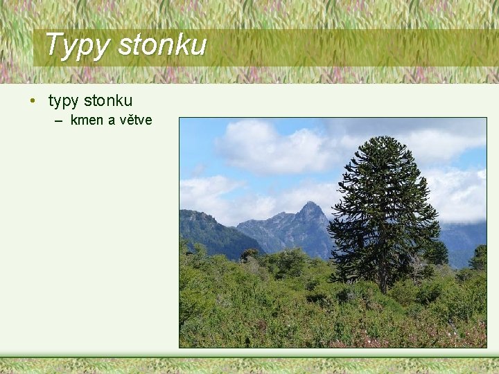 Typy stonku • typy stonku – kmen a větve 