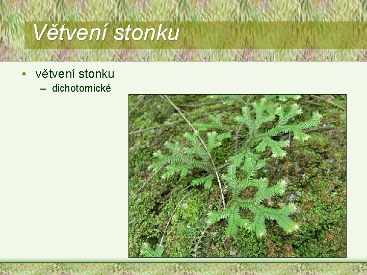 Větvení stonku • větvení stonku – dichotomické 