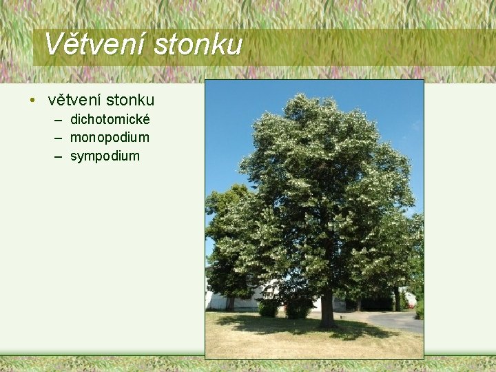 Větvení stonku • větvení stonku – dichotomické – monopodium – sympodium 