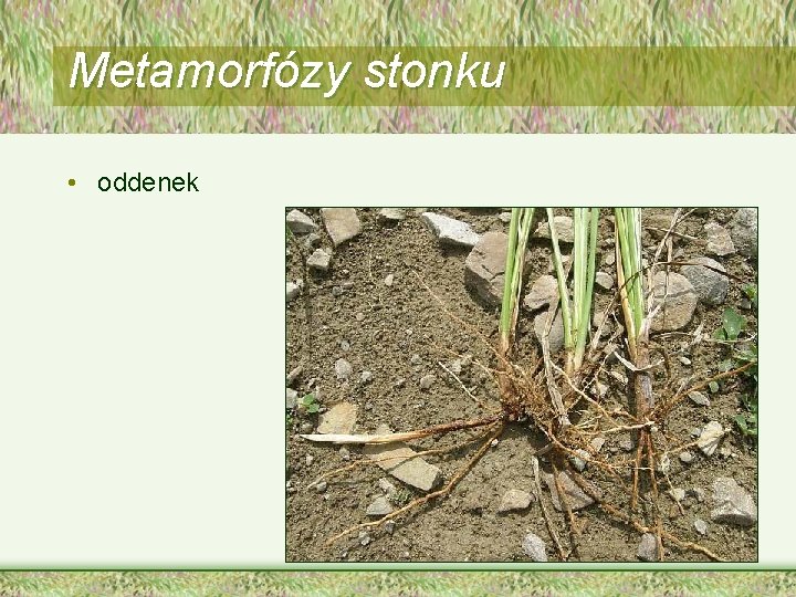 Metamorfózy stonku • oddenek 