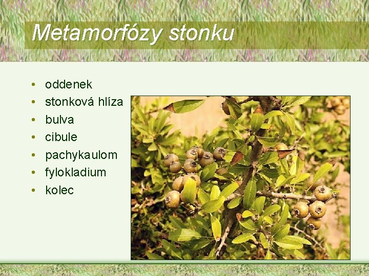 Metamorfózy stonku • • oddenek stonková hlíza bulva cibule pachykaulom fylokladium kolec 