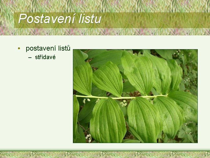 Postavení listu • postavení listů – střídavé 