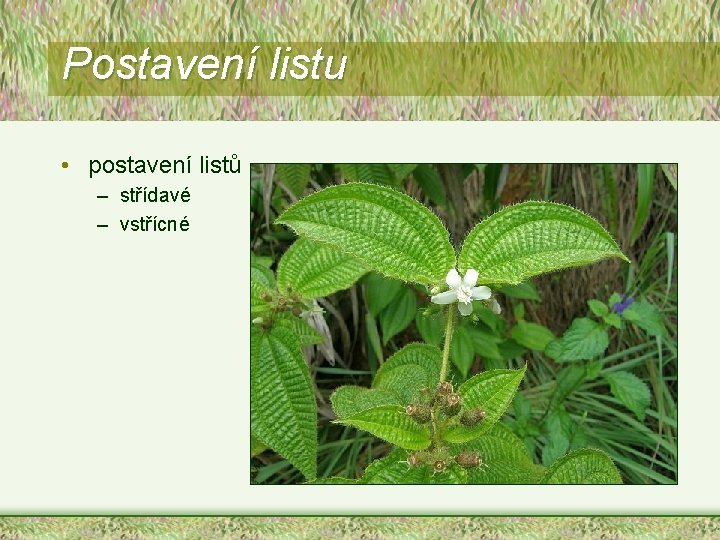 Postavení listu • postavení listů – střídavé – vstřícné 