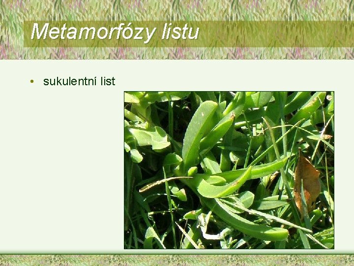 Metamorfózy listu • sukulentní list 