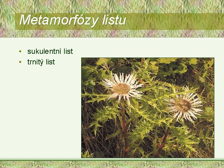 Metamorfózy listu • sukulentní list • trnitý list 