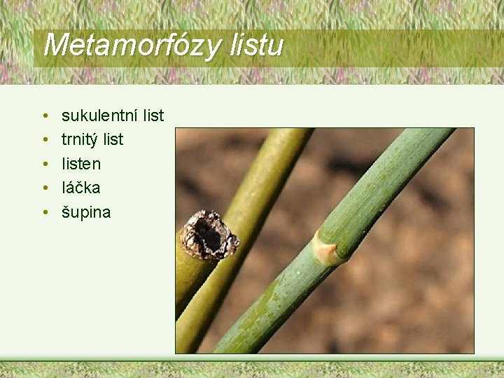 Metamorfózy listu • • • sukulentní list trnitý listen láčka šupina 