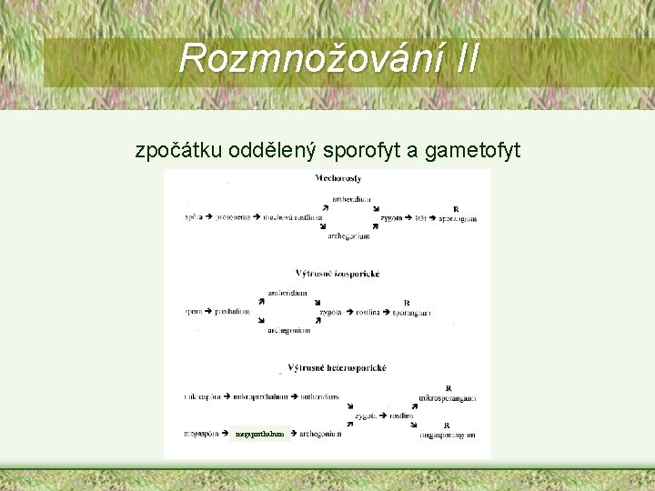 Rozmnožování II zpočátku oddělený sporofyt a gametofyt megaprothalium 