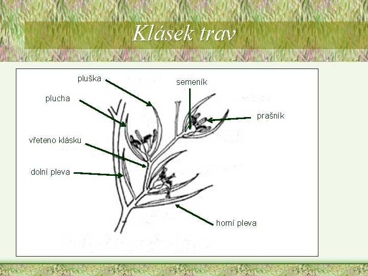 Klásek trav pluška semeník plucha prašník vřeteno klásku dolní pleva horní pleva 