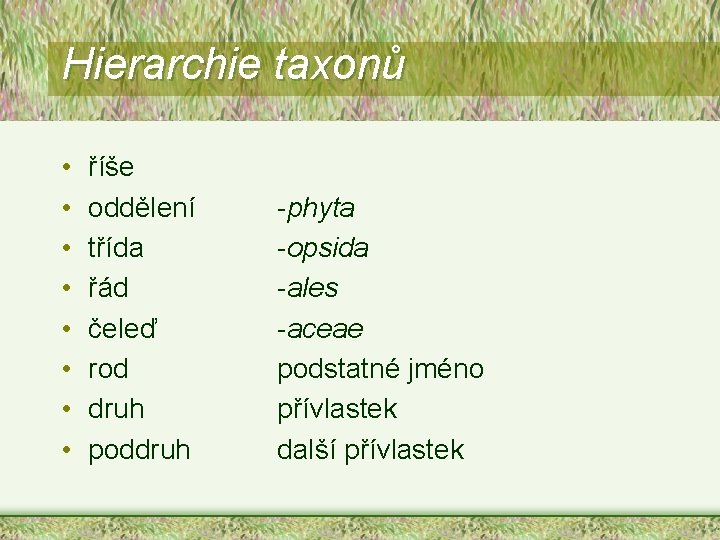 Hierarchie taxonů • • říše oddělení třída řád čeleď rod druh poddruh -phyta -opsida