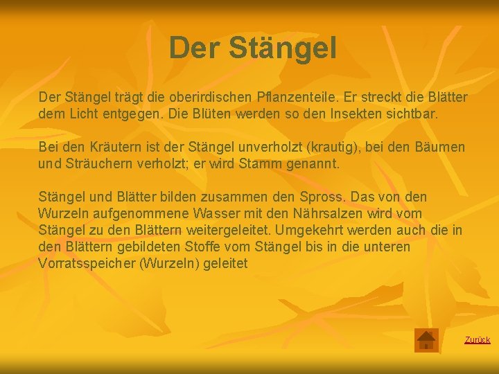 Der Stängel trägt die oberirdischen Pflanzenteile. Er streckt die Blätter dem Licht entgegen. Die