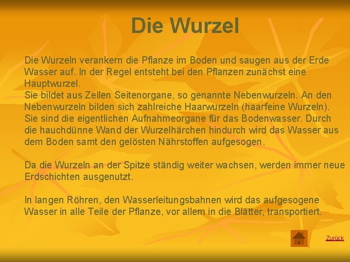 Die Wurzeln verankern die Pflanze im Boden und saugen aus der Erde Wasser auf.