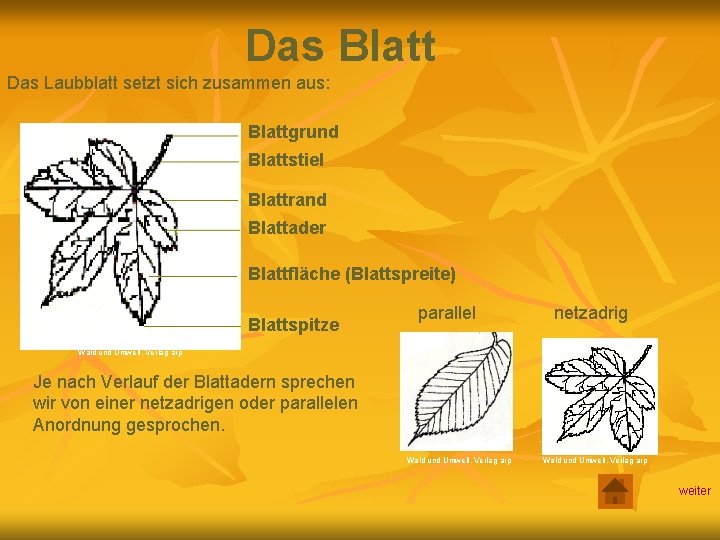 Das Blatt Das Laubblatt setzt sich zusammen aus: Blattgrund Blattstiel Blattrand Blattader Blattfläche (Blattspreite)