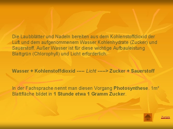 Die Laubblätter und Nadeln bereiten aus dem Kohlenstoffdioxid der Luft und dem aufgenommenem Wasser