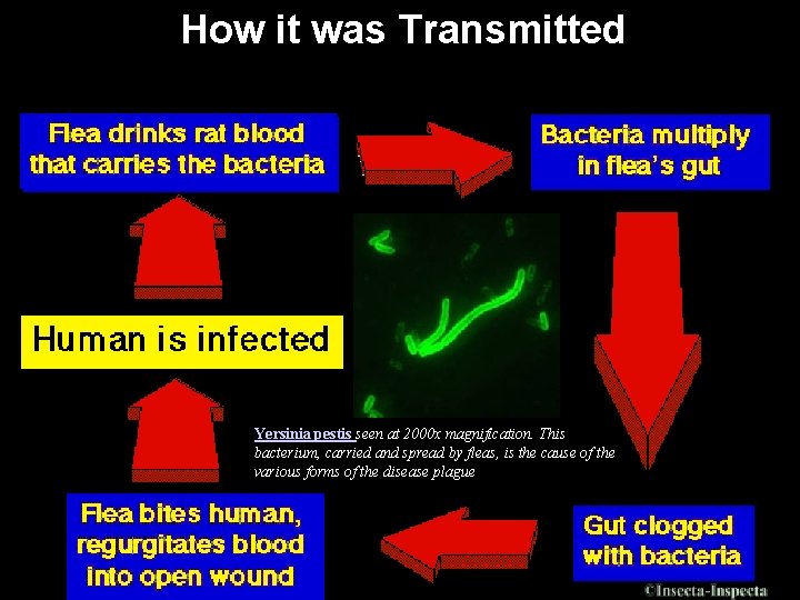 How it was Transmitted Yersinia pestis seen at 2000 x magnification. This bacterium, carried