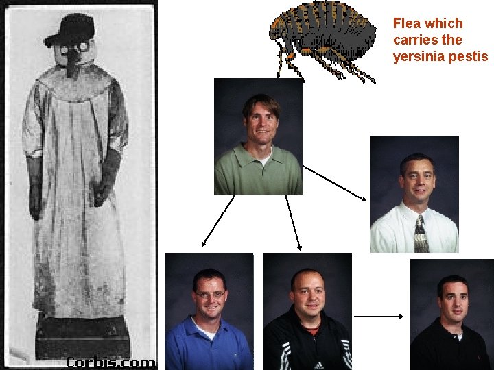 Flea which carries the yersinia pestis 
