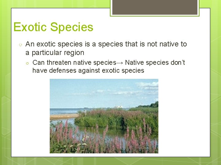 Exotic Species ○ An exotic species is a species that is not native to