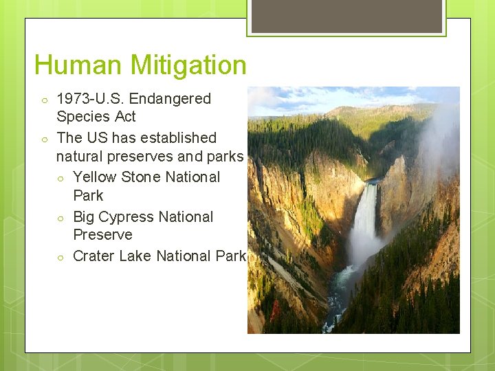 Human Mitigation ○ ○ 1973 -U. S. Endangered Species Act The US has established