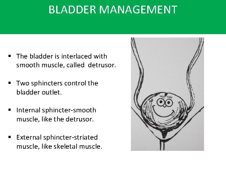 BLADDER MANAGEMENT § The bladder is interlaced with smooth muscle, called detrusor. § Two