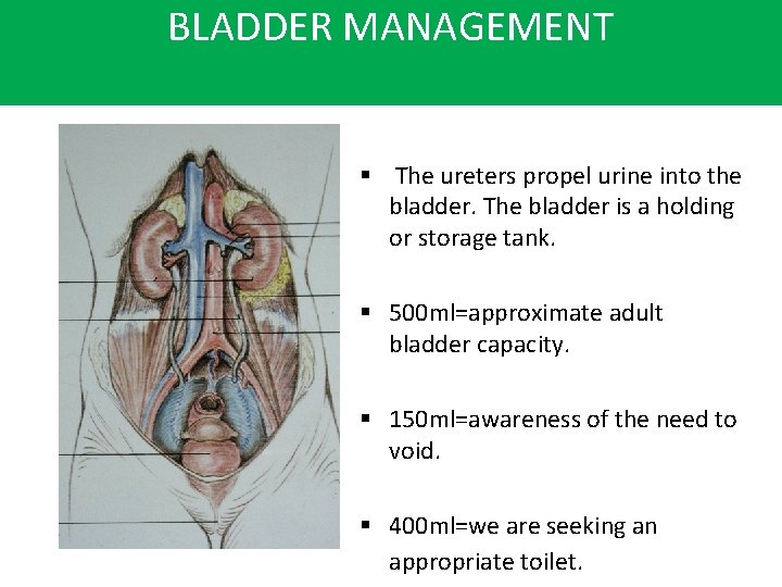 BLADDER MANAGEMENT § The ureters propel urine into the bladder. The bladder is a