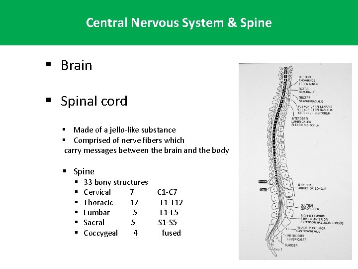 Central Nervous System & Spine § Brain § Spinal cord § Made of a