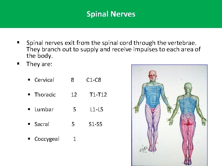 Spinal Nerves § Spinal nerves exit from the spinal cord through the vertebrae. They