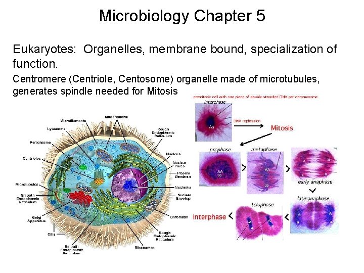 Microbiology Chapter 5 Eukaryotes: Organelles, membrane bound, specialization of function. Centromere (Centriole, Centosome) organelle