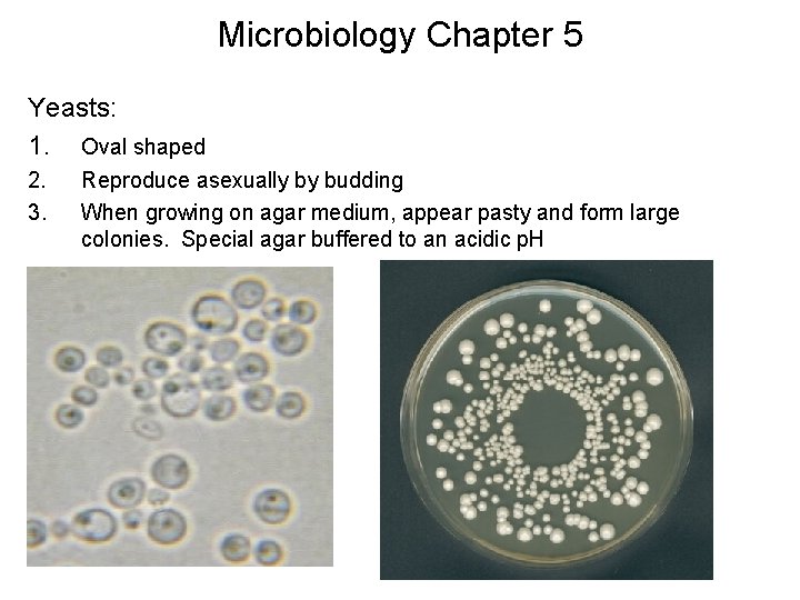 Microbiology Chapter 5 Yeasts: 1. Oval shaped 2. 3. Reproduce asexually by budding When