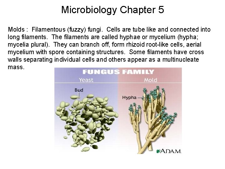 Microbiology Chapter 5 Molds : Filamentous (fuzzy) fungi. Cells are tube like and connected