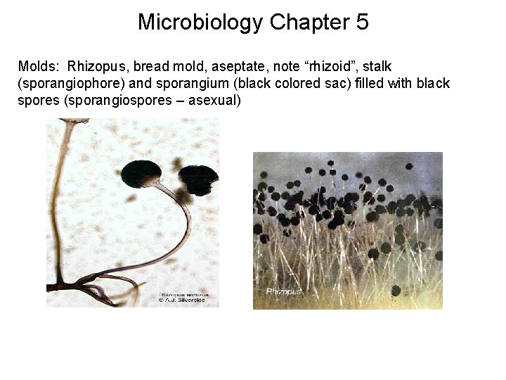 Microbiology Chapter 5 Molds: Rhizopus, bread mold, aseptate, note “rhizoid”, stalk (sporangiophore) and sporangium