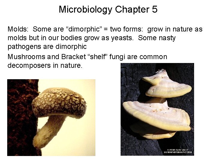 Microbiology Chapter 5 Molds: Some are “dimorphic” = two forms: grow in nature as