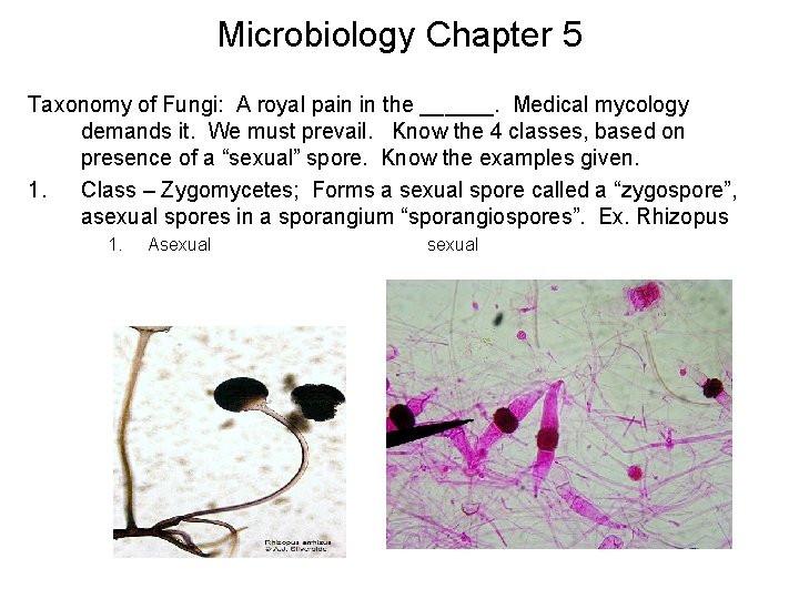 Microbiology Chapter 5 Taxonomy of Fungi: A royal pain in the ______. Medical mycology