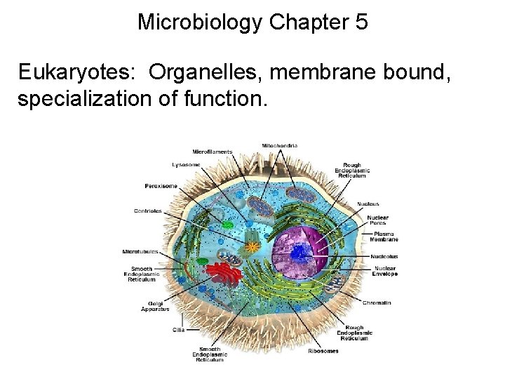 Microbiology Chapter 5 Eukaryotes: Organelles, membrane bound, specialization of function. 