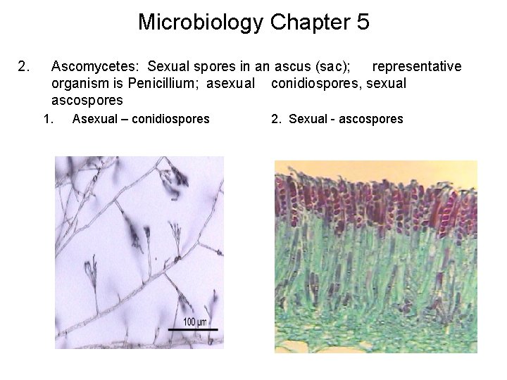 Microbiology Chapter 5 2. Ascomycetes: Sexual spores in an ascus (sac); representative organism is